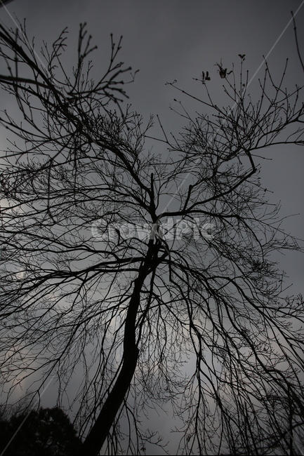 나무,단풍나무,실루엣,겨울,구름,겨울,계절,winter,season,식물,자연,plants,nature,나무,trees,wood