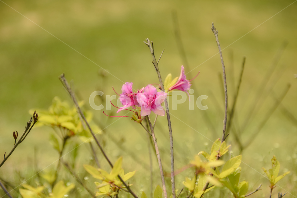 꽃,자연,접사,녹색,힐링,신선함,season,plants,nature,flower,sensible,feeling,색깔,색상,색채,색감,colorsense,colorsensitivity,feelingofcolor,감성,평온함,느낌,휴식,드라이플라워,노랑