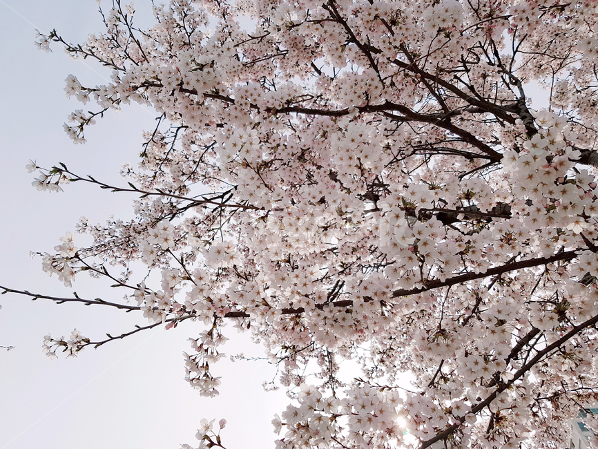 벚꽃,봄,꽃,식물,cherryblossoms,예쁜꽃,꽃배경,봄,계절,spring,season,식물,자연,plants,nature,꽃,flower,나무,trees,wood,plant,blossom