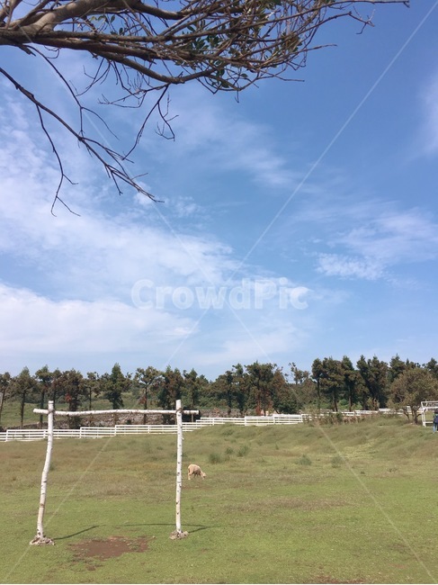하늘,양,구름,들판,초록,자연,풍경,nature,landscape,outdoors,옥외,field,들,grassland,목초지,farm,농장,rural,농촌