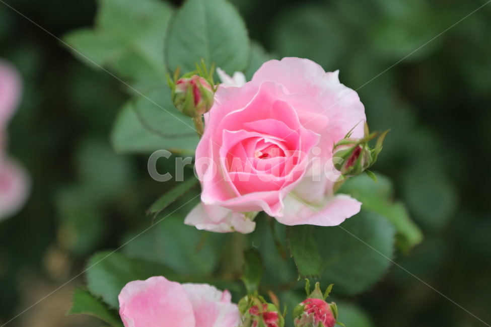 올림픽공원,장미정원,장미,꽃,여름,공원,정원,식물,자연,plants,nature,꽃,flower