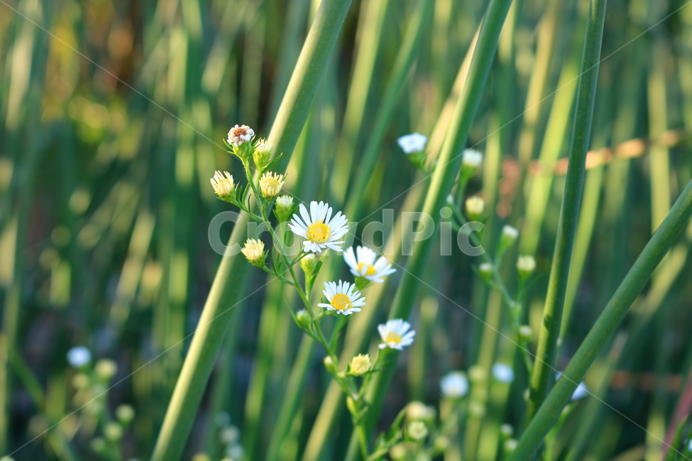 미국쑥부쟁이,쑥부쟁이,야생화,꽃,식물,미국쑥부쟁이꽃,중도국화,털쑥부쟁이,국화,국화과,들꽃,식물,자연,plants,nature,꽃,flower