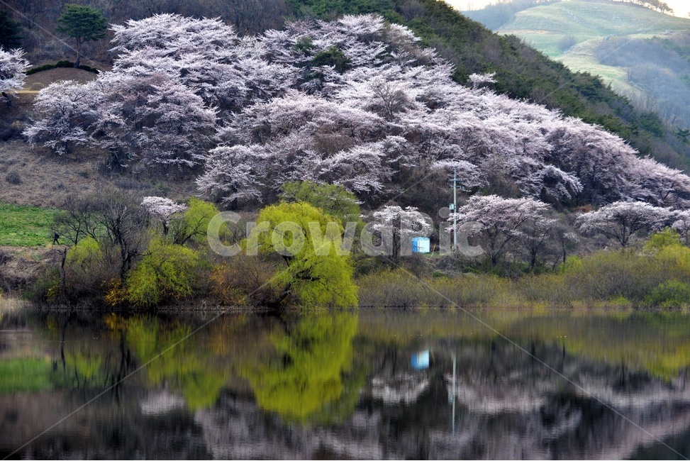 풍경,봄,자연,잔잔함,물가,아름다운,벚꽃,알록달록,봄,계절,spring,season,자연,풍경,nature,landscape,한국자연풍경,한국자연경관,korea nature landscape,plant,식물