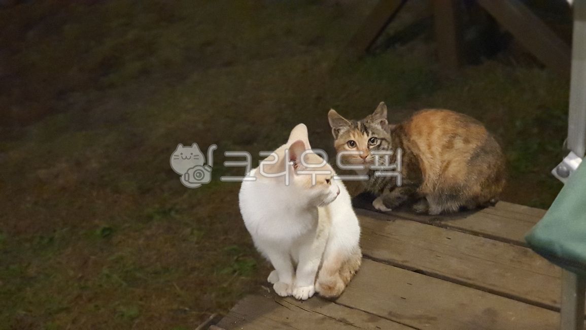 nature,deck,sitting cat,two,Pets,stray cat,grass,white cat,cat,nose short,animal,mammalia,pet