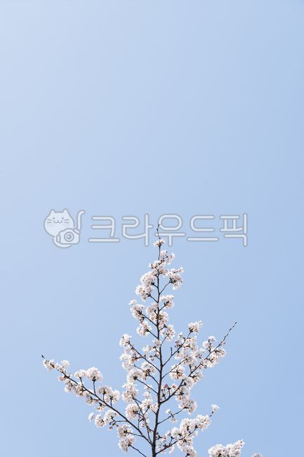 벚꽃,봄,하늘,배경,꽃,cherryblossom,벚꽃나무,자연,spring