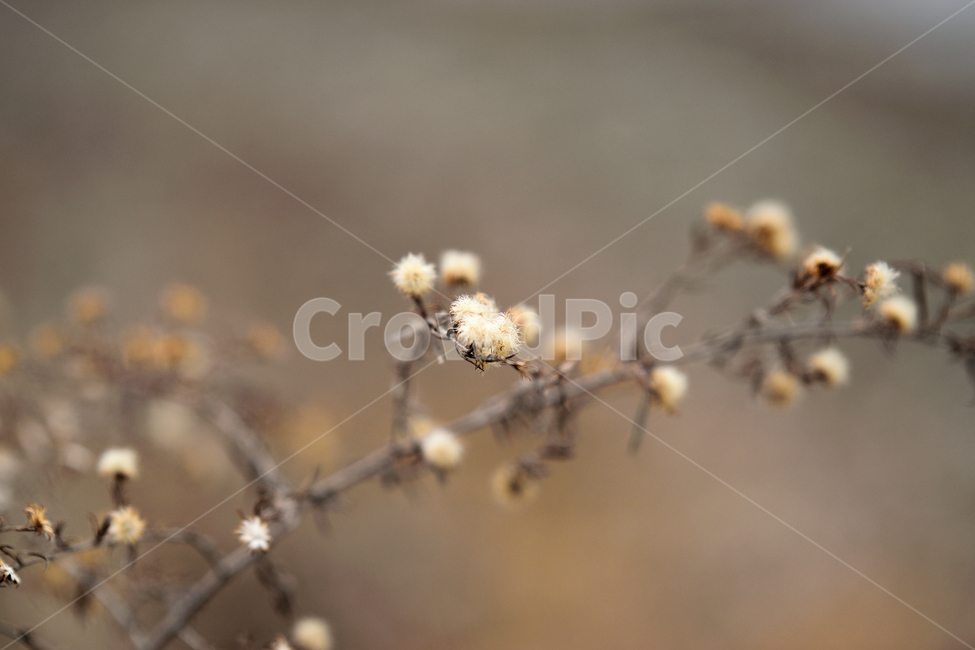 가을,겨울,분위기,감성,식물,털,가을,계절,fall,autumn,season,겨울,winter,식물,자연,plants,nature,ice,빙,outdoors,옥외