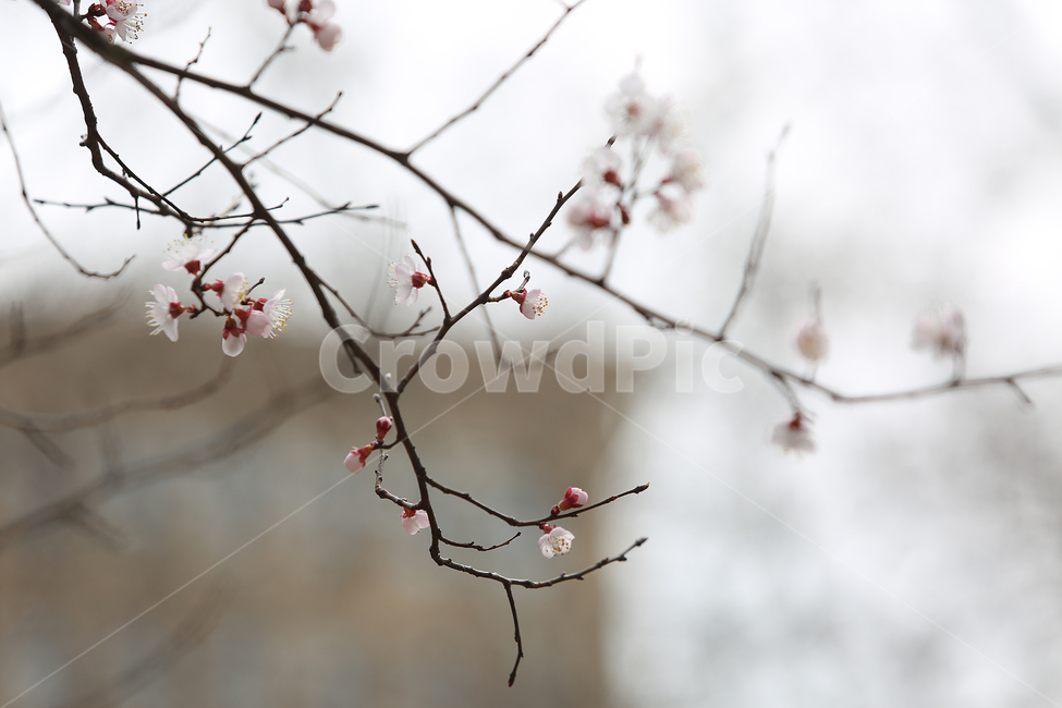 꽃,봄,매화,flower,spring,blossom,봄,계절,spring,season,식물,자연,plants,nature,꽃,flower,plant