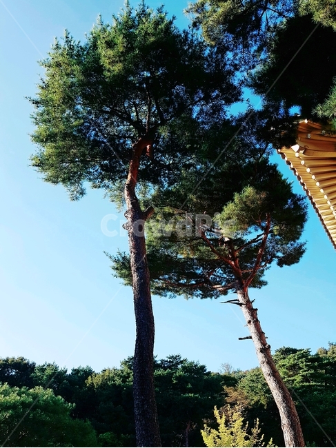 소나무,나무,하늘,파란하늘,풍경,자연