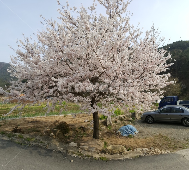 벚꽃나무,밀양,벚꽃,나무,꽃,봄,계절,spring,season,자연,풍경,nature,landscape,plant,식물