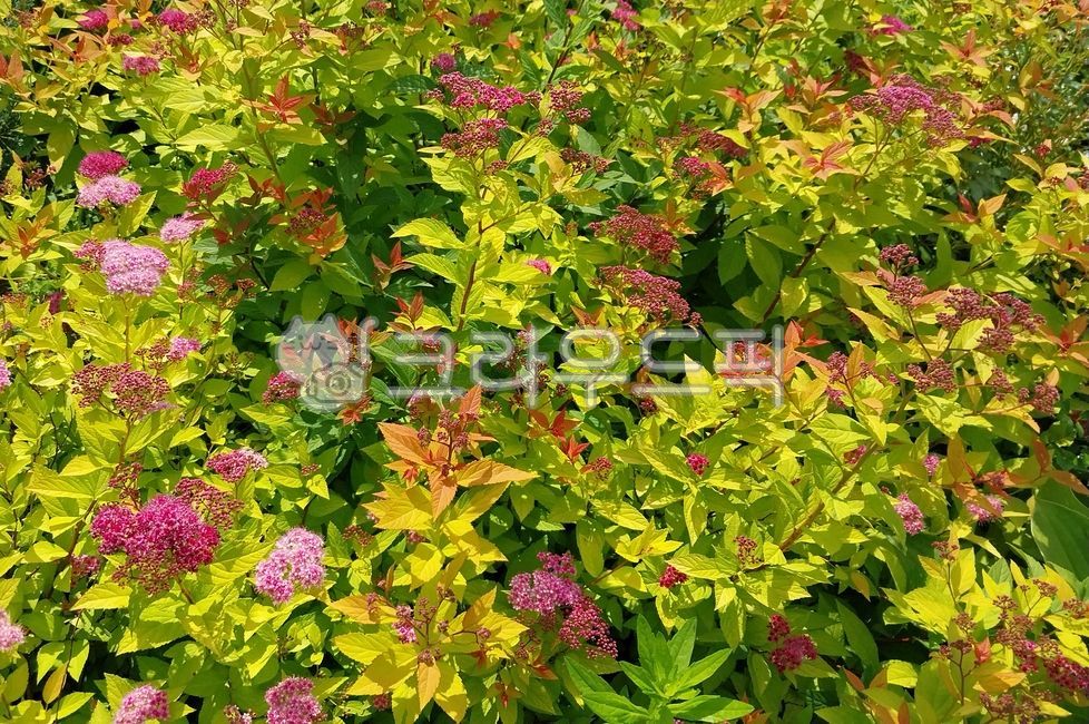 goldenraintree,삼색조팝꽃,삼색조팝나무꽃,황금조팝꽃,황금조팝나무꽃,삼색조팝,황금조팝,spiraeajaponicagoldflame,배경화면