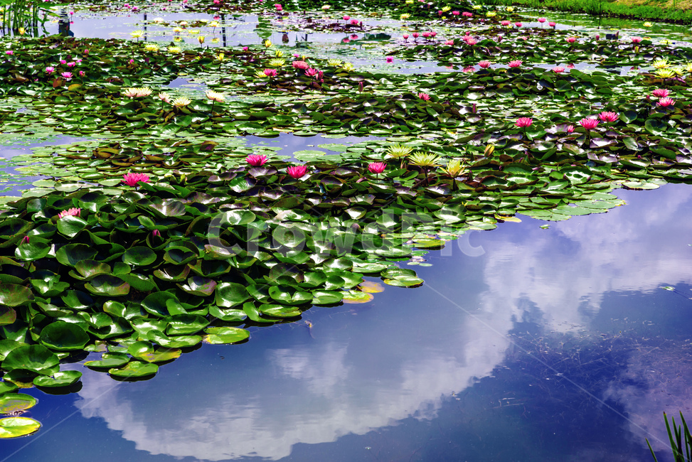 연꽃,수련,여름,구름,물,반영,하늘,관곡지,시흥시,식물,자연,풍경,nature,landscape,outdoors,옥외,water