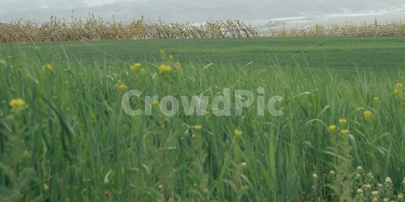 spring,green,field,grass,yellow flower,Wildflowers