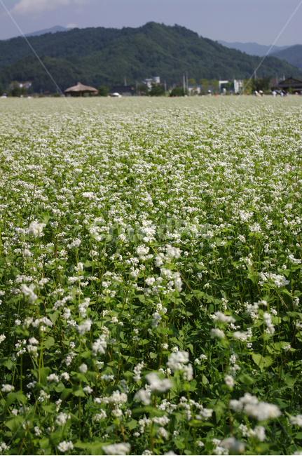 메밀밭,꽃,꽃밭,메밀꽃,flower,식물,자연,plants,nature,꽃,flower