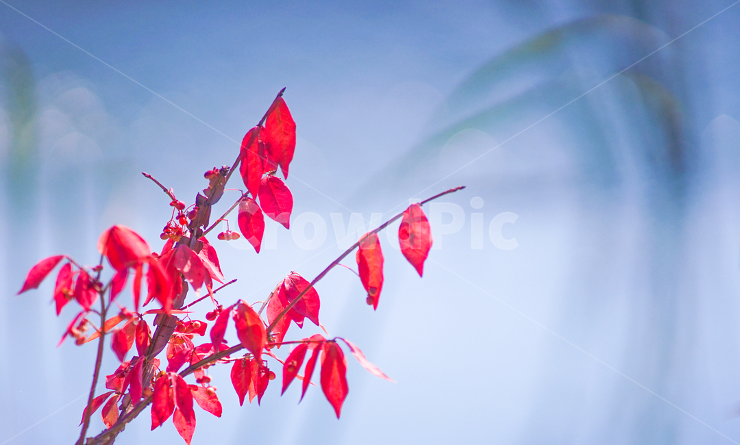 가을,단풍,나무,잎,잎새,자연,식물,계절,감성,가을,계절,fall,autumn,season,식물,자연,plants,nature,leaf,plant,tree