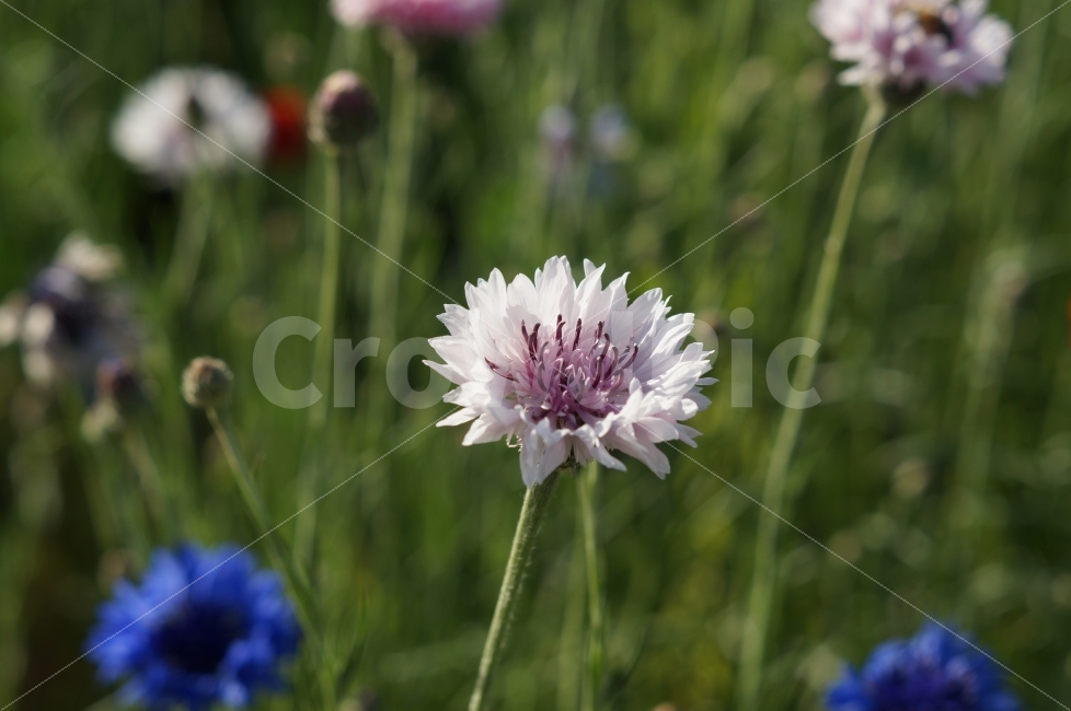 봄꽃,봄꽃축제,꽃사진,야생화,태화강,식물,자연,plants,nature,꽃,flower