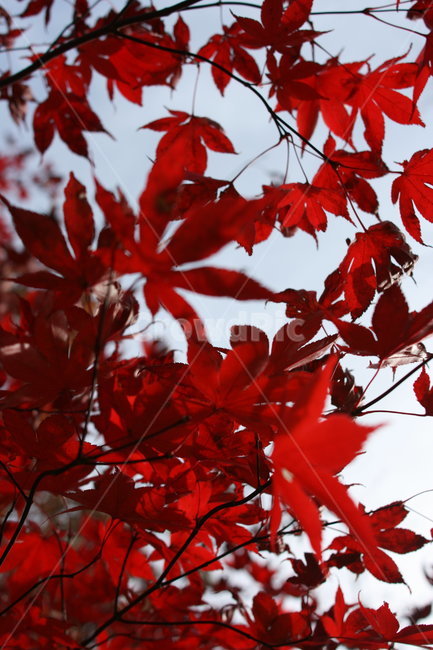 단풍,가을,산,자연,붉은,단풍나무,단풍잎,가을,계절,fall,autumn,season,leaf,잎,plant,식물,tree,나무,maple