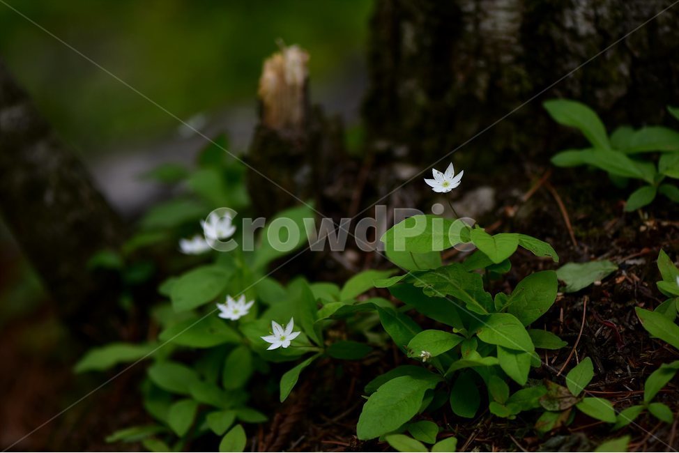 참기생꽃,야생화,식물,자연,생태,꽃,힐링,플라워,wildflower,flower,plants,nature,season,감성,느낌,emotion,feeling,앵초목,앵초과,기생꽃속,여러해살이풀,희귀식물,식물,자연,plants,nature,꽃,flower