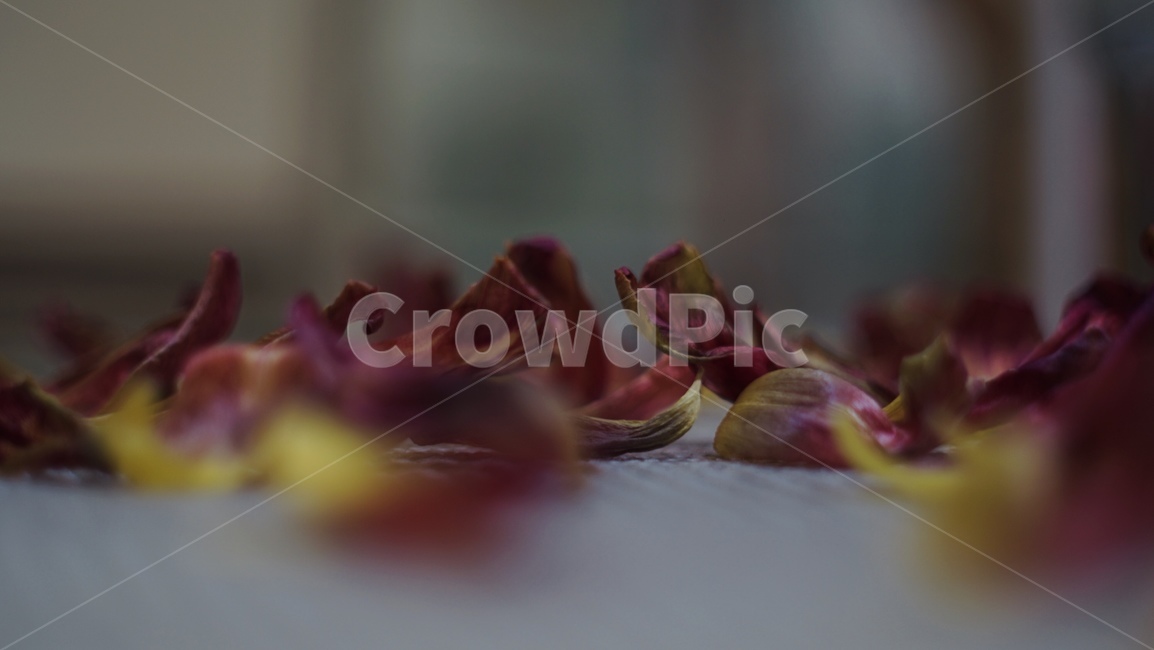 plant,식물,꽃,꽃잎,flower,petal,마른꽃잎,마른꽃,나열,떨어지다,떨어진