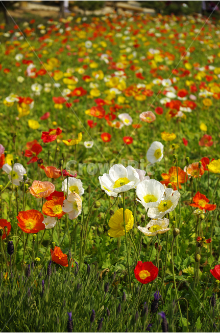 양귀비,식물,flower,plants,nature,꽃,꽃봉오리,꽃밭,color,식물,자연,plants,nature,꽃,flower