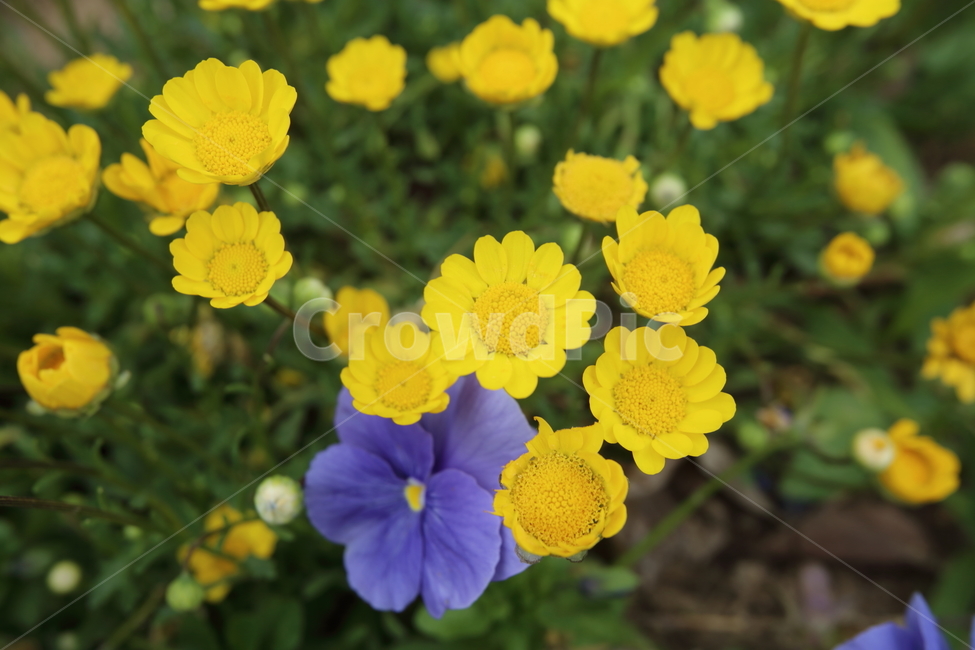 꽃,프라워,야생화,이쁜꽃,꽃밭,야생,식물,자연,plants,nature