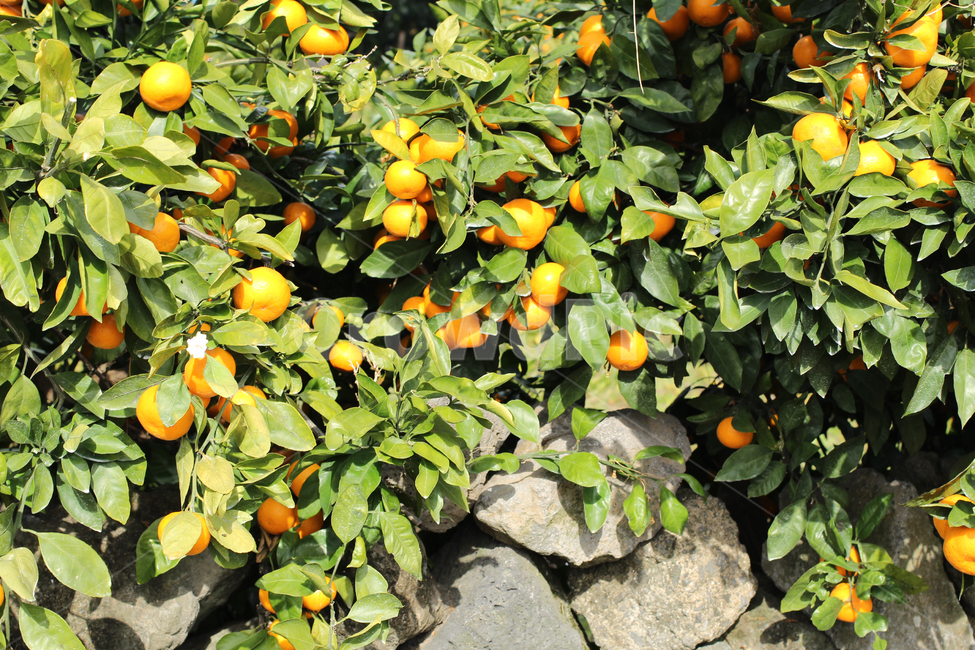 제주,귤,과일,주황,jeju,tangerine,fruit,orange,과일,열매,fruit