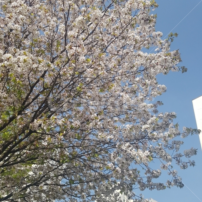 하늘,벚꽃,봄,동네,나무,풍경,자연,일상,사진,맑음,sky,cherryblossom,tree,view,nature,image,daily,식물,자연,plants,nature,봄,계절,spring,season,꽃,flower,plant