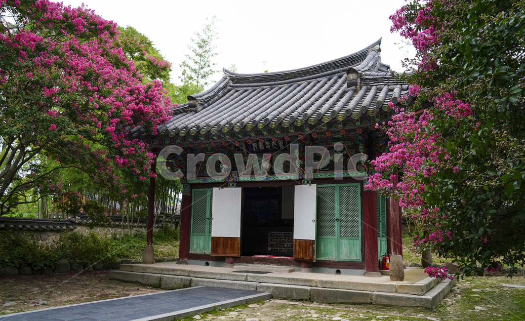 자연,풍경,식물,꽃,배롱나무,배롱나무꽃,계절,여름,광한루,정원,공원,성춘향,춘향전,역사유물,유적지,달력,배경,잔디,신록,고건축,한옥,기와집,관광지,문화재,문화유적지,백일홍,남원시