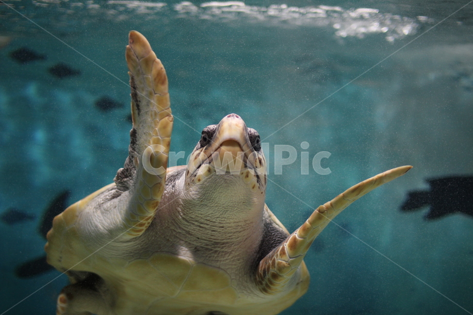 바다거북,거북이,바다,sea,turtle,파충류