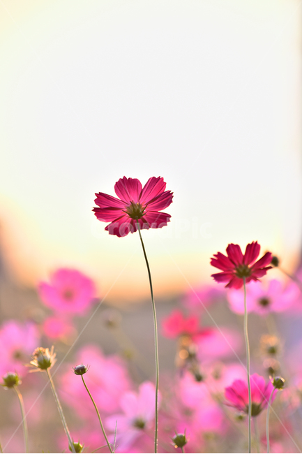 atmosphere,At sunset,autumn mood,fall flowers,season,flowers,autumnbackground,feeling,field,background,plant,october,wild flowers,autumn,pink,September,flower garden,peeling,petal,fall,sensible,blossom,herbal,nature,autumn background,emotional,pink flower