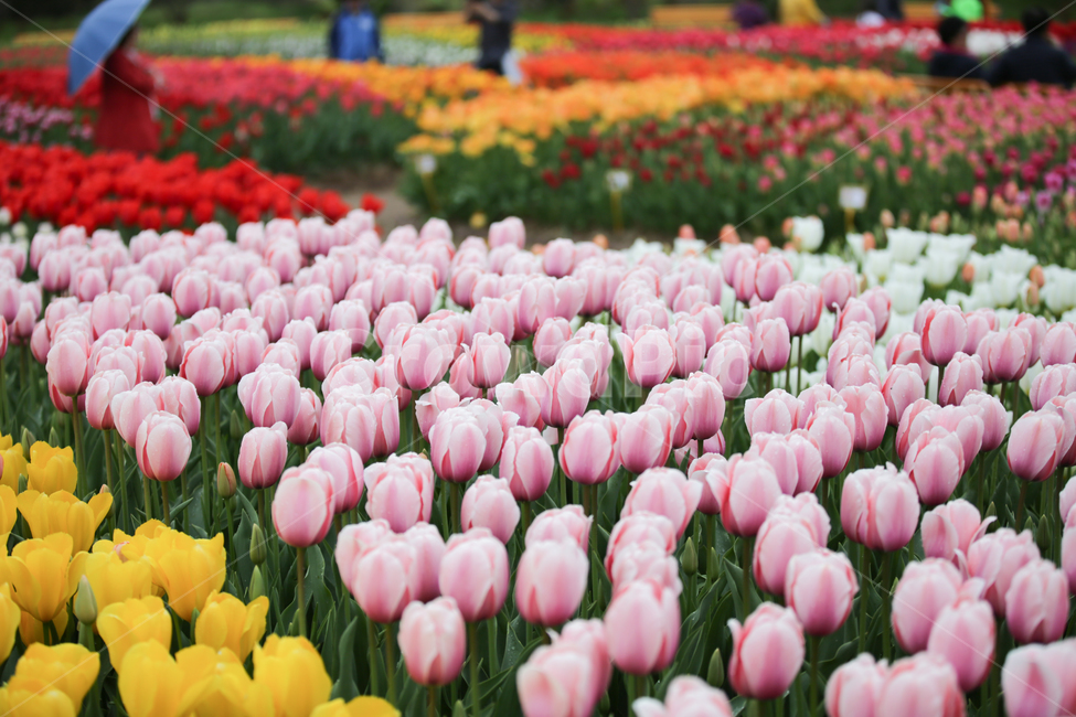 튤립,튤립축제,태안튤립축제,tulip,백합목,백합과,봄꽃,봄,계절,spring,season,식물,자연,plants,nature,꽃,flower,plant,blossom