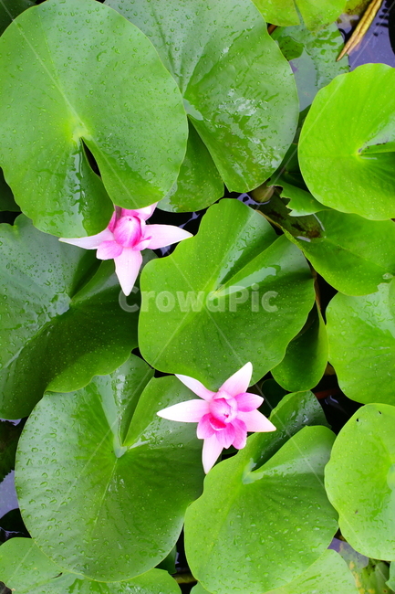 연꽃,연못,소나기,비,자연,식물,자연,plants,nature,꽃,flower