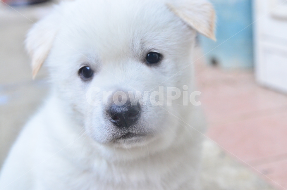 새끼강아지,댕댕이,강아지,백구,진돗개,강아지새끼,아기강아지,하얀강아지,동물,animal,포유류,mammal,개,강아지,dog,doggy