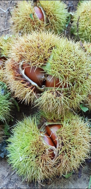 plant,식물,밤,밤나무,가을,추석