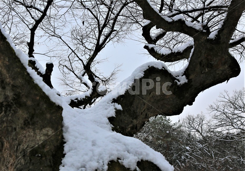 tree,나무,겨울,자연,nature,겨울,계절,winter,season,나무,trees,wood