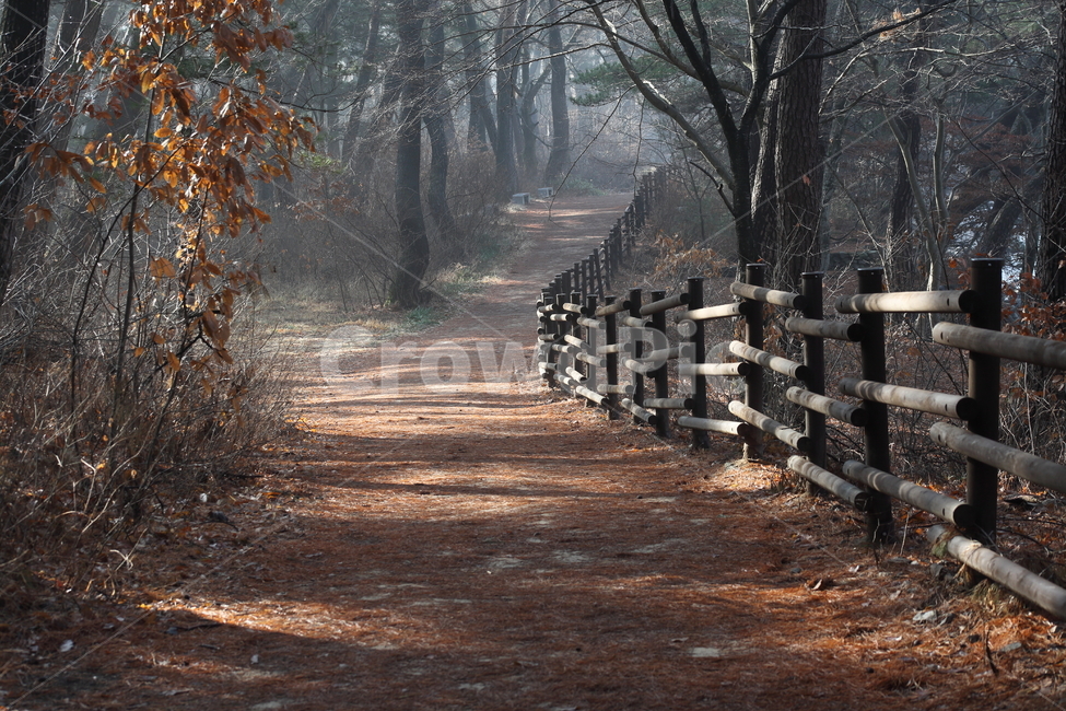 산책로,탐방로,단풍,walktrail,길,숲길,자연,풍경,nature,landscape
