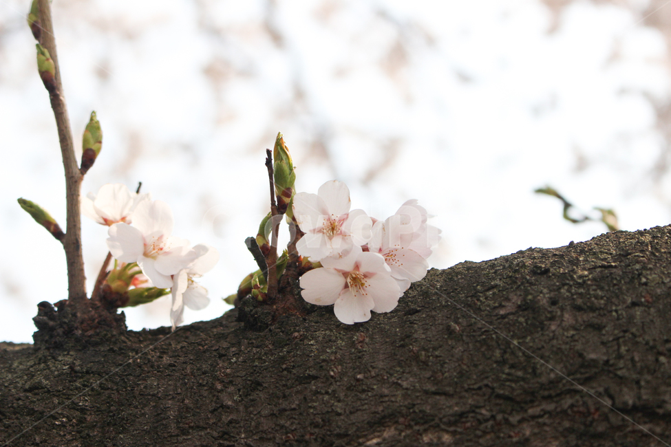 벚꽃,벚꽃나무,꽃잎,벚꽃잎,봄꽃,봄,spring,벚나무,white,벚꽃놀이,벚꽃축제,봄소풍,봄나들이,나들이,소풍,공원,park,식물,나무,blossom,꽃,plant,cherryblossom,flower