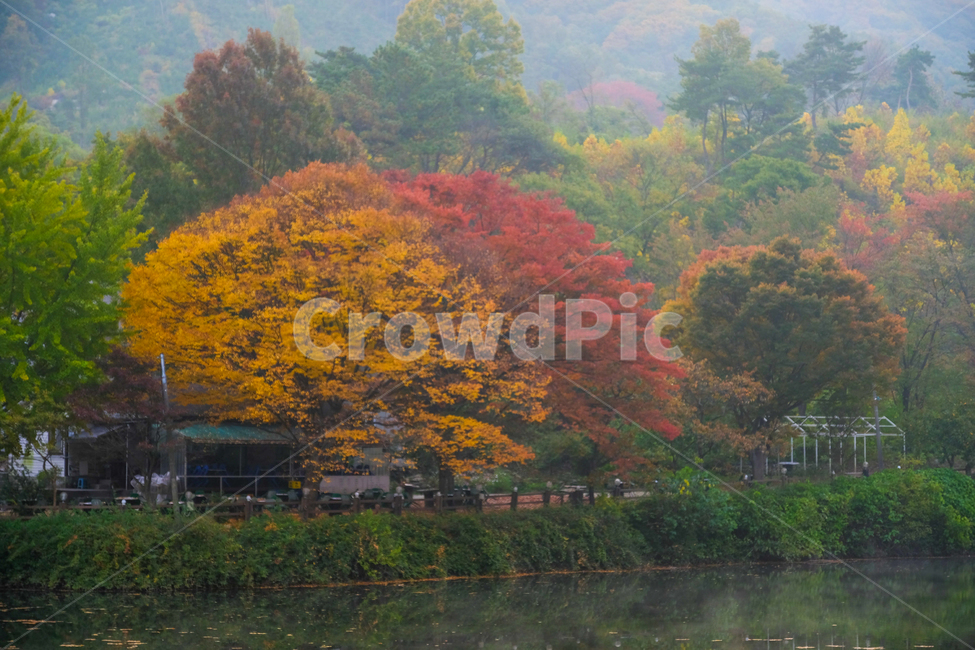 가을,단풍,나무,반영,꽃,국화,연기,아침,안개,가을,계절,fall,autumn,season,자연,풍경,nature,landscape,한국자연풍경,한국자연경관,korea nature landscape,plant,식물,tree