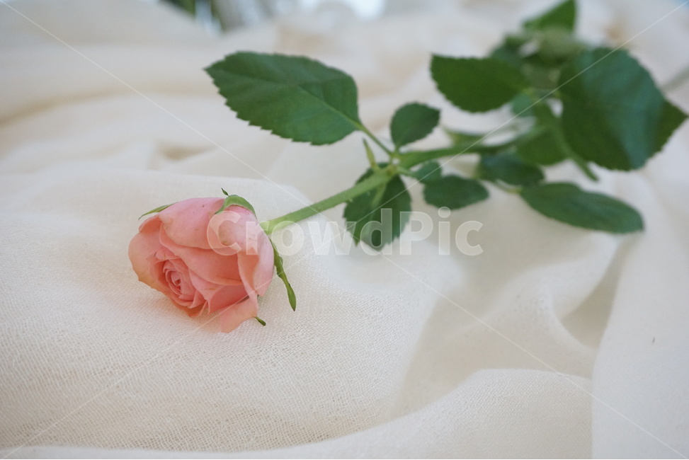 꽃,플라워,장미,핑크장미,분홍장미,분홍꽃,장미꽃,아름다운꽃,꽃사진,장미사진,한송이장미,식물,자연,plants,nature,꽃,flower
