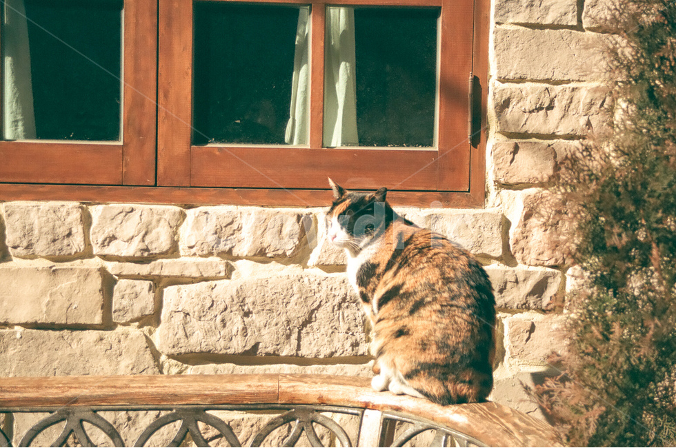 고양이,cat,냐옹이,동물,animals,길고양이,표정,지루함,boring,평화로움,peaceful