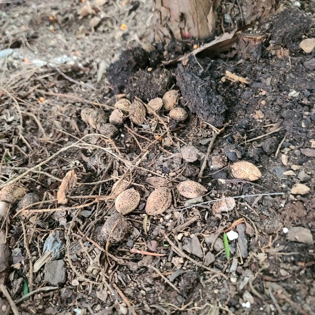 ground,바닥,흙,흙바닥,열매,씨앗,나무열매