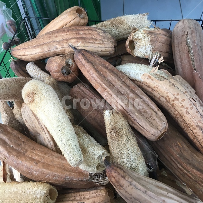 천연,수세미,loofah,열대,식물,스펀지,luffa,오이,자연,친환경,nature,sponge,cucumber,tropical,plant,ecofriendly,latin