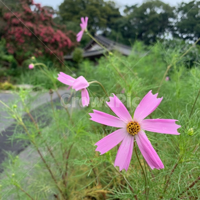 코스모스,꽃,부석사,절,풀,산,아웃포커싱,plant,식물,flower,식물,자연,plants,nature,꽃,flower