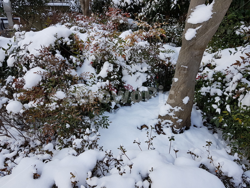 plant,식물,tree,나무,nature,자연,눈,겨울,고독,외로움