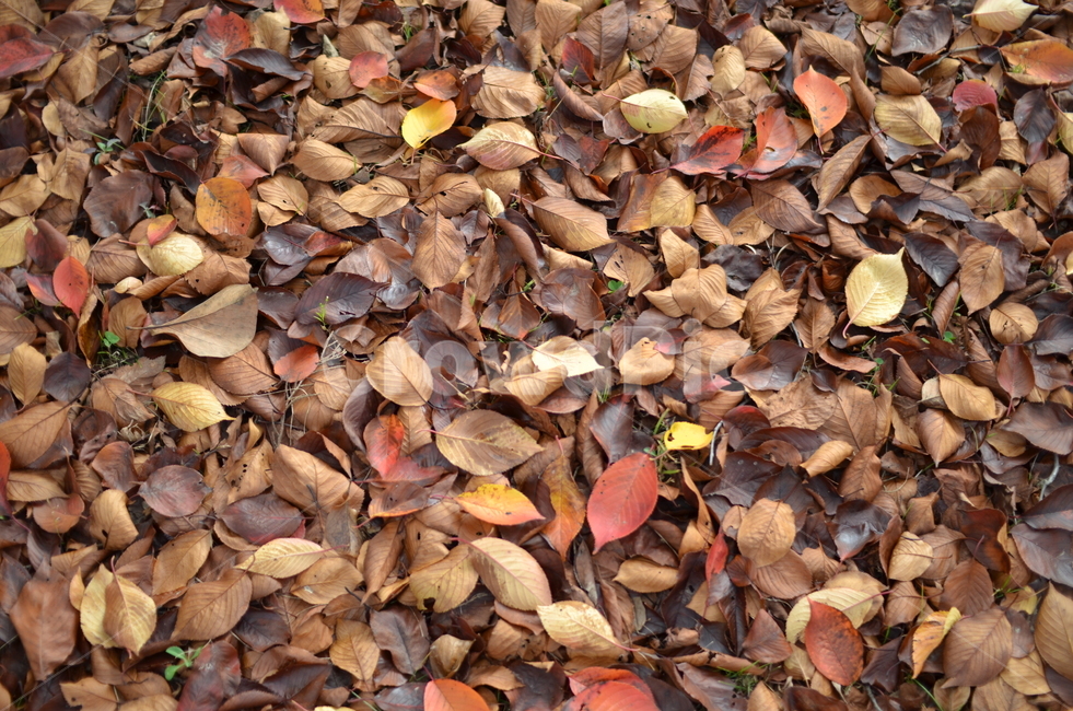 바닥,leaf,잎,plant,식물,ground,낙엽,가을,감성,배경,가을,계절,fall,autumn,season