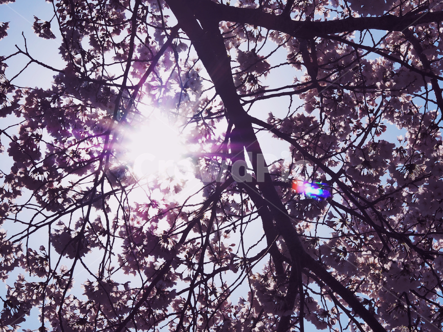 봄,벚꽃,하늘,flower,blossom,plant,식물,꽃