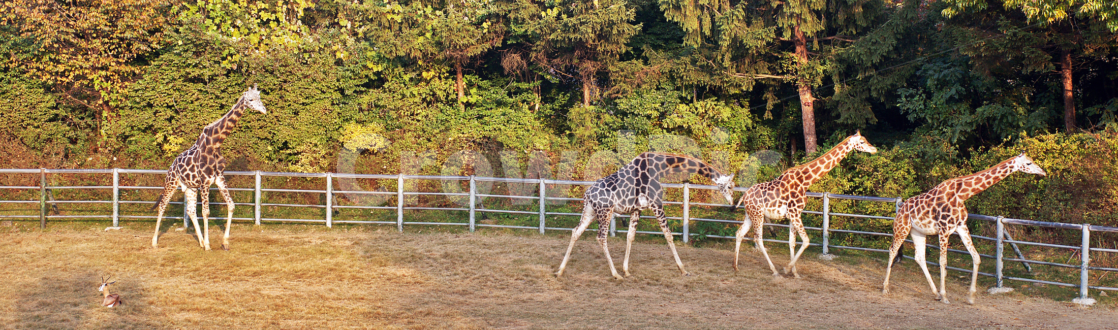 기린,동물,giraffe,초식동물,아프리카사바나