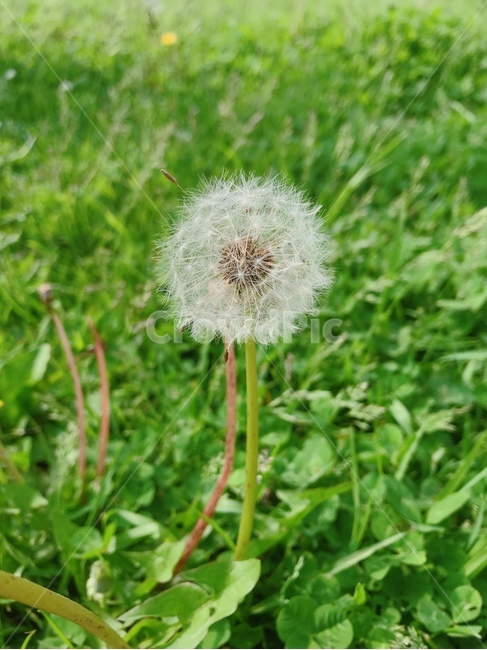 민들레,꽃,민들레꽃,식물,봄꽃,식물,자연,plants,nature,꽃,flower
