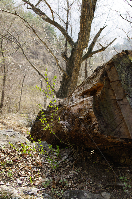 나무,새싹,숲,고목,풀,풍경,식물,자연,plants,nature,나무,trees,wood