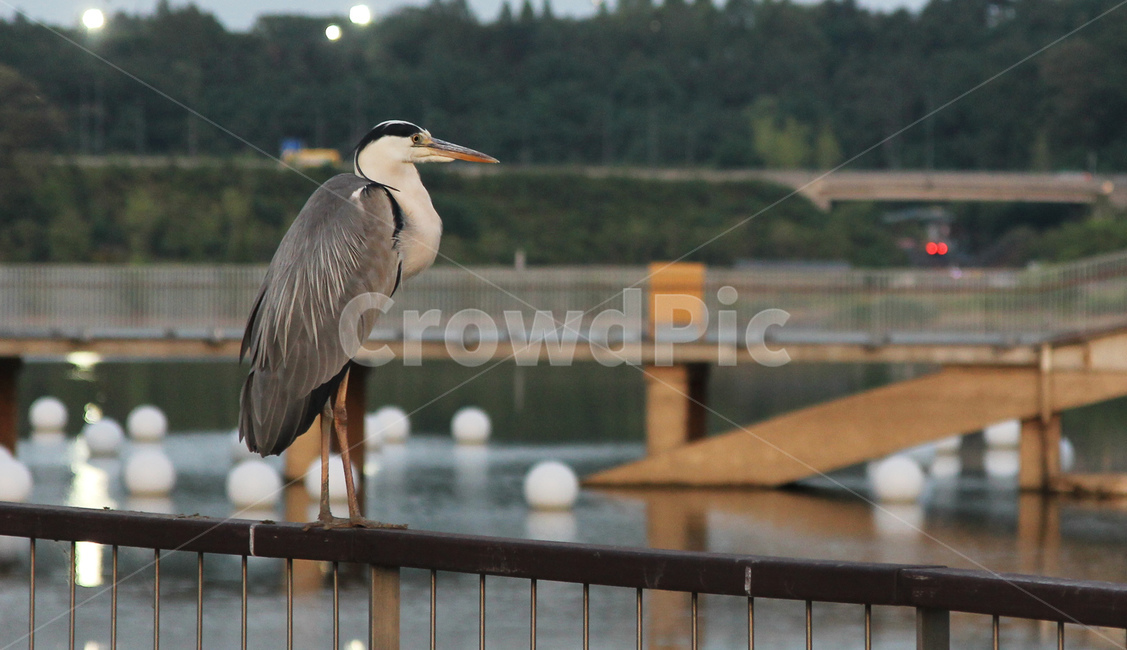 왜가리,새,bird,동물,animal,난간,부리,동물,animal,조류,새,birds