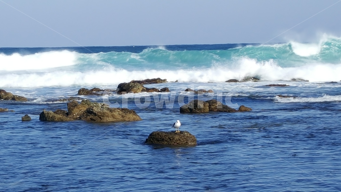 파도,갈매기,자유,바다,sea,자연,고독,자연,풍경,nature,landscape,동물,animal,조류,새,birds,outdoors,옥외,water,물,ocean,대양,bird,sea waves